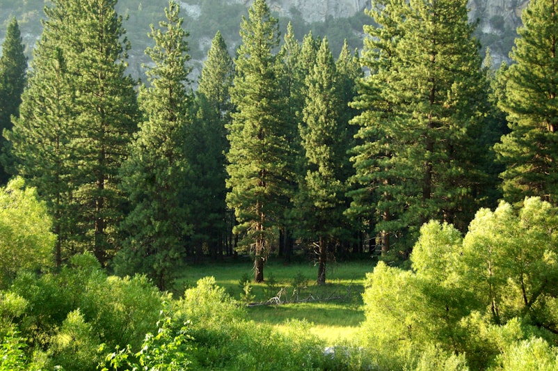 /_next/static/media/image-brand-tree-1.e777a0ff.jpeg